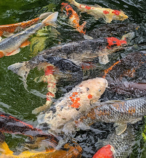 The Koi Garden