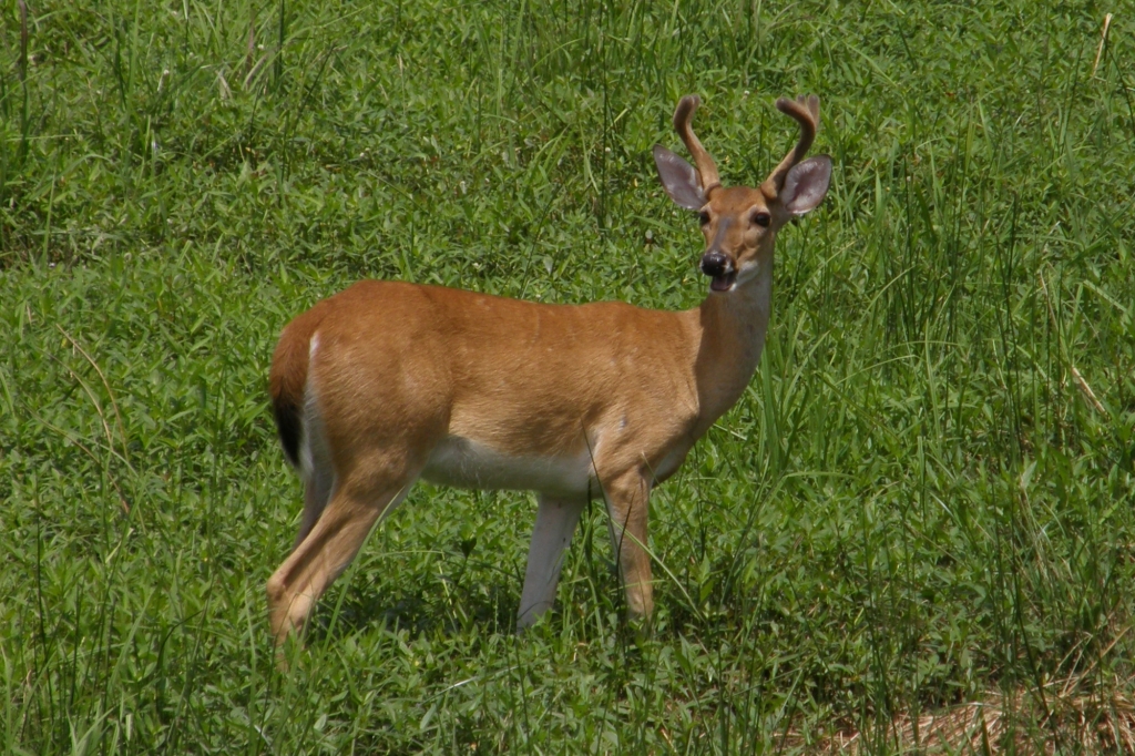 George Mitchell Nature Preserve Birding Bottomland