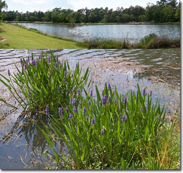 Reedy Pond Park