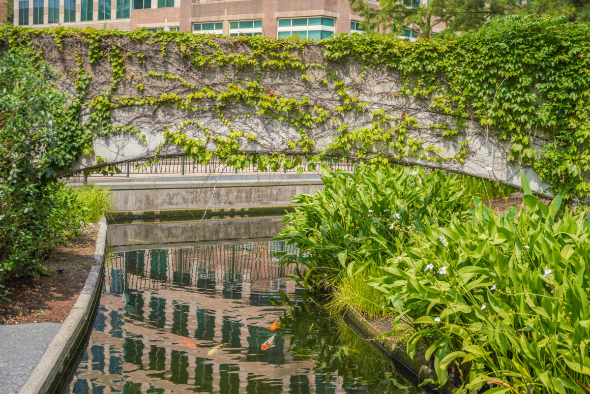 Koi Pond near The Woodlands Waterway