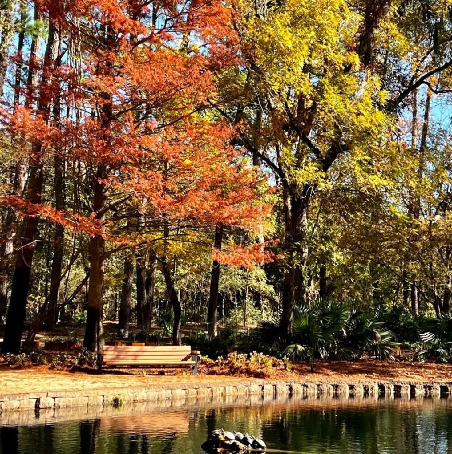 Mercer Arboretum & Botanic Gardens