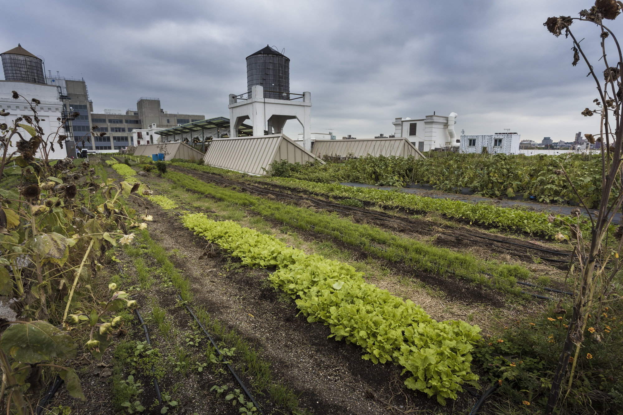 Brooklyn Grange (Navy Yard Rooftop Farm)