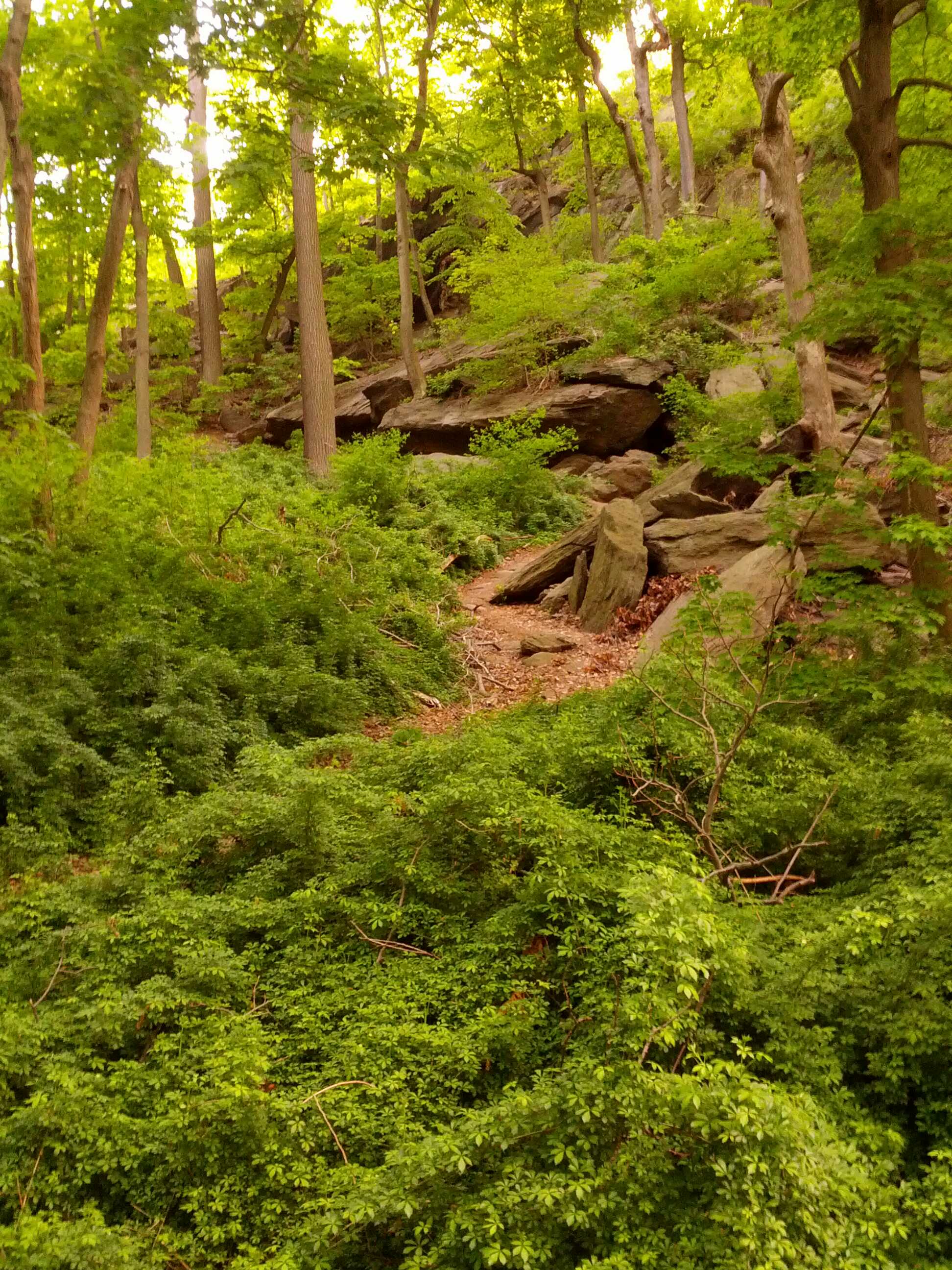 Inwood Hill Park - Forever Wild Forest