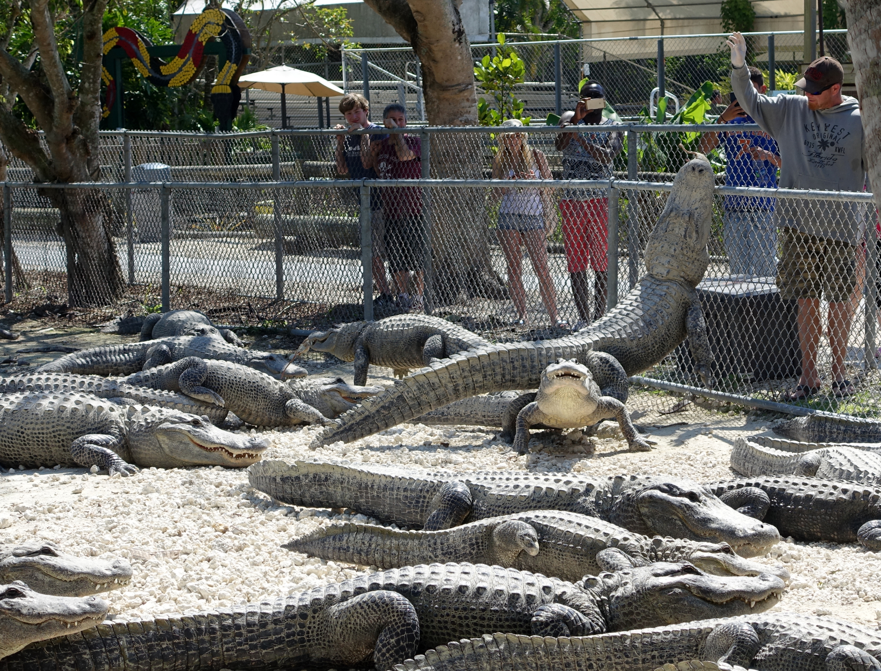 Everglades Alligator Farm