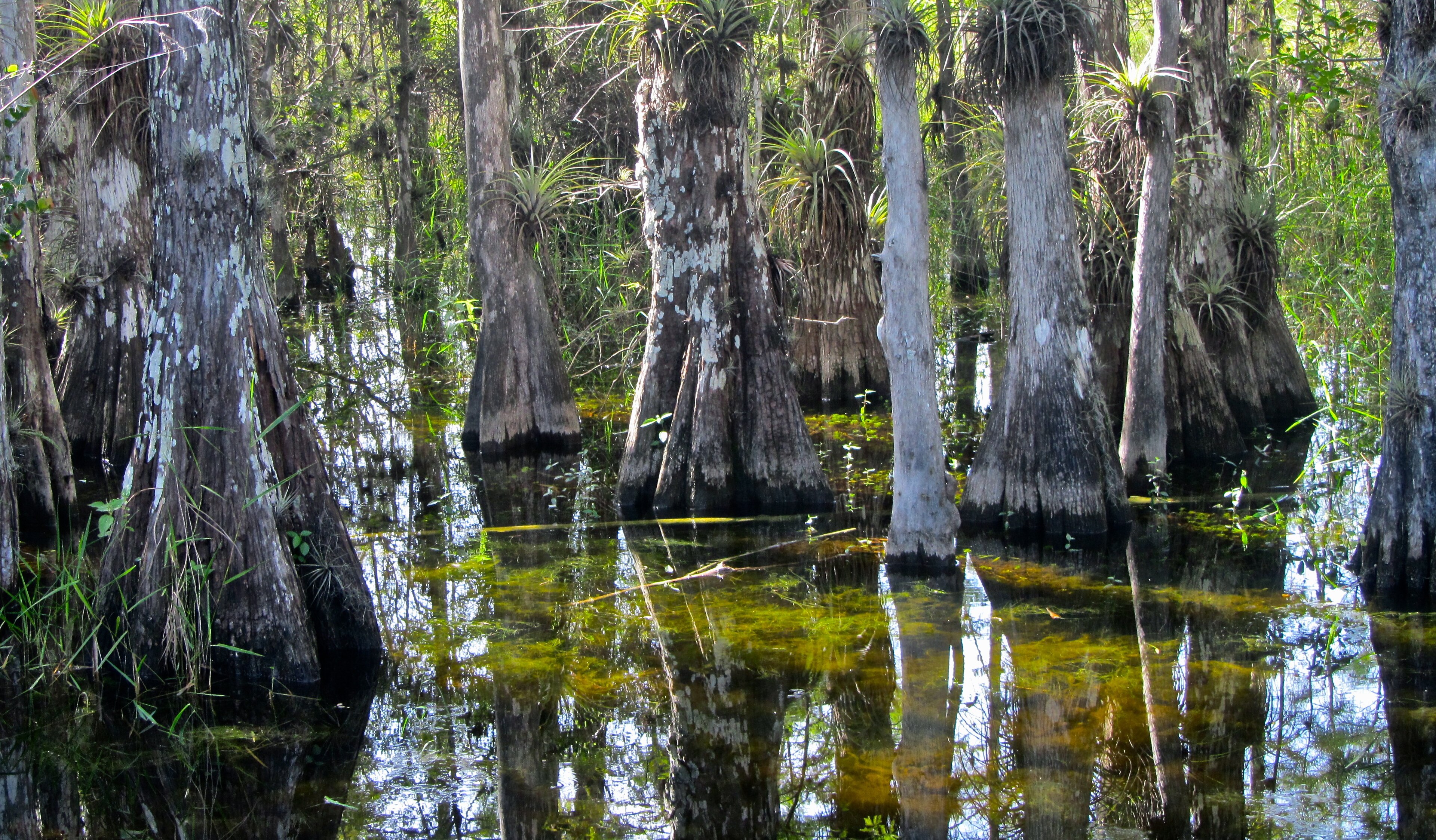 Big Cypress National Preserve Boardwalk