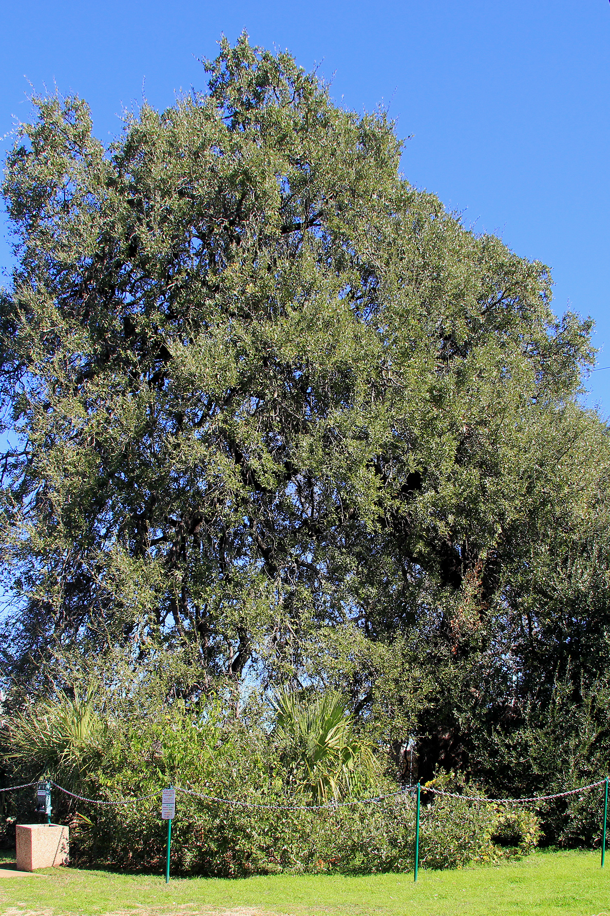 Treaty Oak