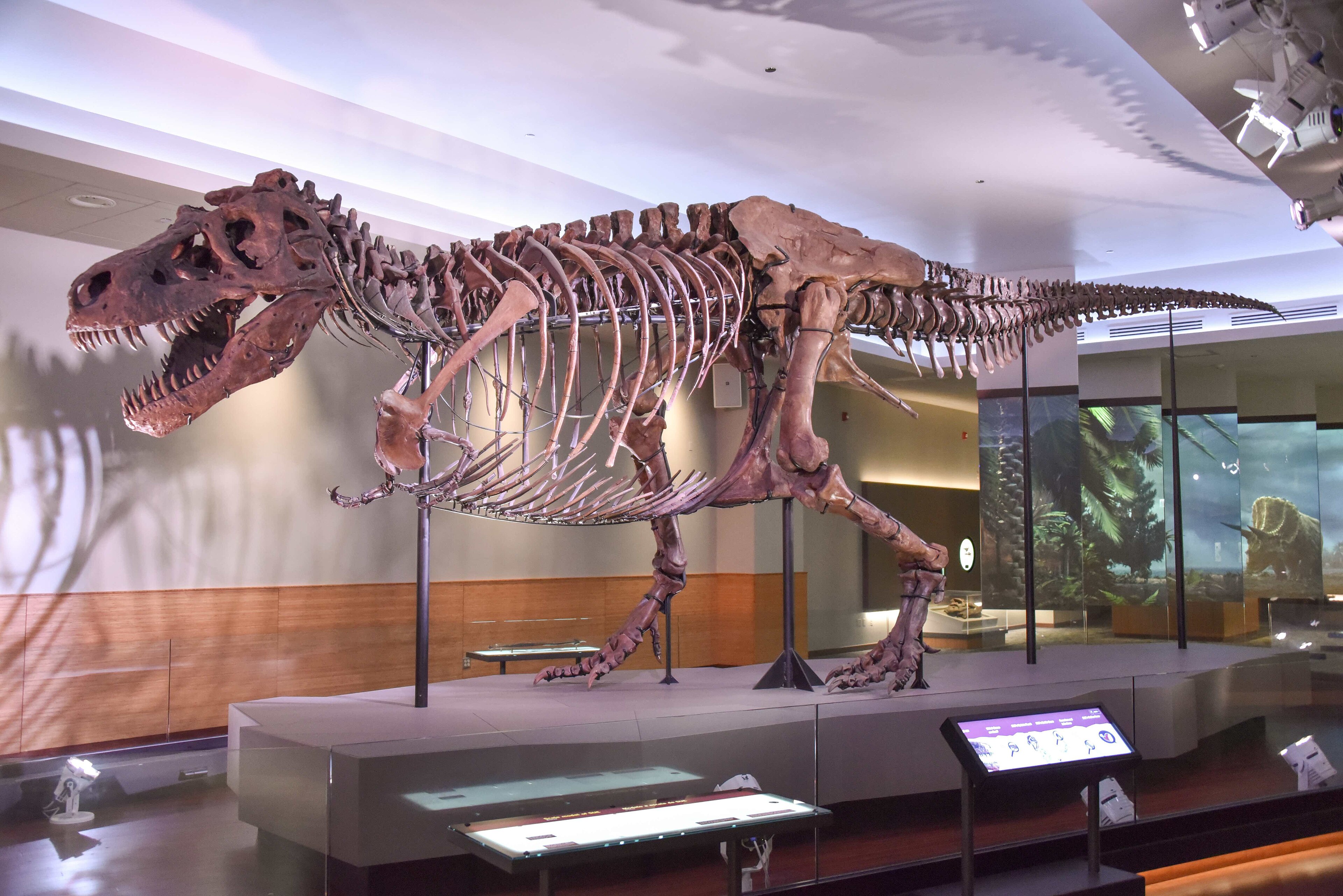 Field Museum Sue the T. rex